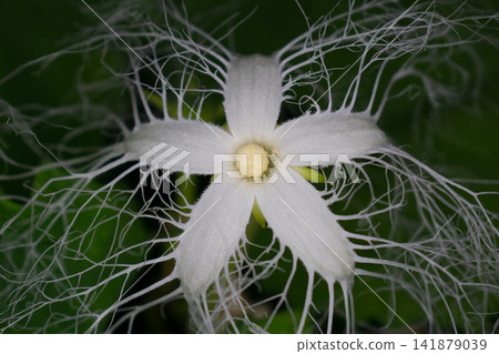 Caltrop flowers blooming at night Caltrop flowers blooming at night 141879039