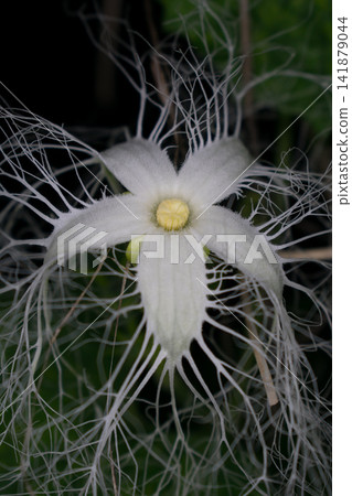 Caltrop flowers blooming at night Caltrop flowers blooming at night 141879044