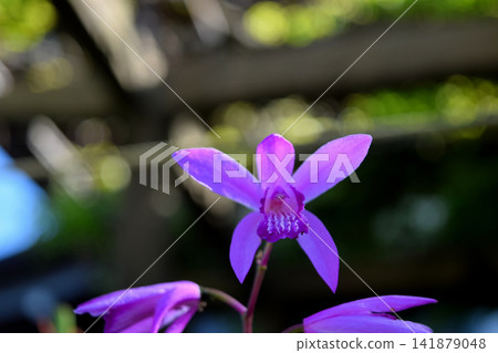 Silane 141879048