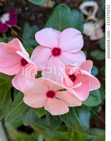 盛開的淡粉紅色長春花 盛開的淡粉紅色長春花 141879252