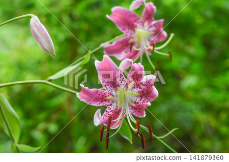 Summer flower: Lilium speciosum 141879360