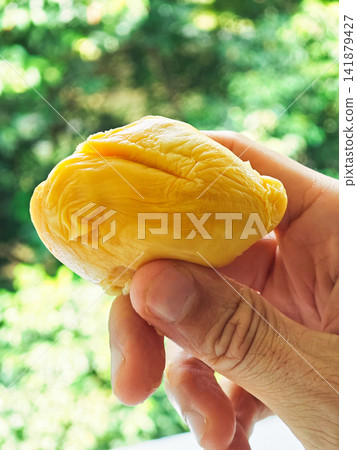Hand holding fresh Musang King durian pulp against blurred green trees background 141879427