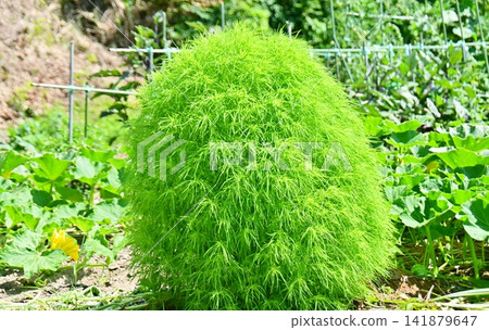 Kochia in summer, with its beautiful green leaves Kochia in summer, with its beautiful green leaves 141879647