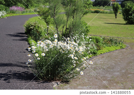 A scene of white daisies and other flowers blooming in a spring park. A scene of white daisies and other flowers blooming in a spring park. 141880055