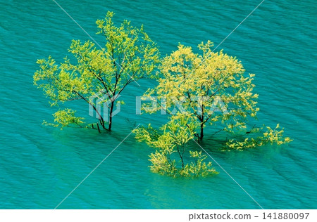湖面呈現鈷藍色,柳樹翠綠欲滴。 湖面呈現鈷藍色,柳樹翠綠欲滴。 141880097