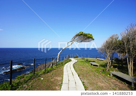 A single pine tree stands on a scenic, sacred cape of the Noto Peninsula, facing the Sea of Japan. A single pine tree stands on a scenic, sacred cape of the Noto Peninsula, facing the Sea of Japan. 141880253