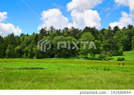 Blue sky, white clouds, Oze Marshland, a summer scene Blue sky, white clouds, Oze Marshland, a summer scene 141880644
