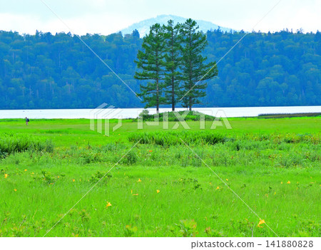Three larch trees in the Oze Marshland, a summer scene. Three larch trees in the Oze Marshland, a summer scene. 141880828