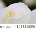 White rose petals 141880850