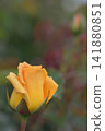 Yellow rose bud 141880851
