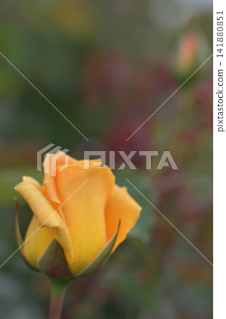 Yellow rose bud Yellow rose bud 141880851