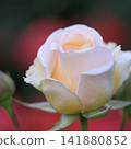 White rose petals in bloom 141880852