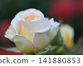 White rose surrounded by red roses 141880853