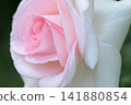 Beautiful pink roses 141880854