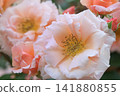 Roses blooming all at once 141880855