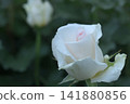 White rosebuds are blooming. 141880856