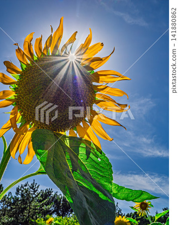 Sunflowers blooming in the sunlight Sunflowers blooming in the sunlight 141880862