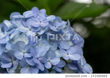 Pale blue hydrangeas that bloom in early summer Pale blue hydrangeas that bloom in early summer 141880868