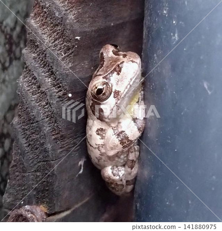 A gray tree frog takes a rest, hiding in the shadows of a narrow gap. A gray tree frog takes a rest, hiding in the shadows of a narrow gap. 141880975