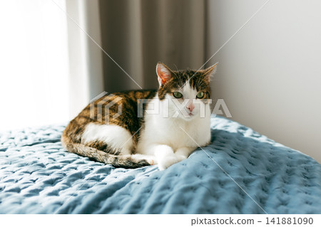 Happy domestic cat sleeps in bed. Cute white and straight grey tabby cat lying on bed in soft morning light. Happy domestic cat sleeps in bed. Cute white and straight grey tabby cat lying on bed in soft morning light. 141881090