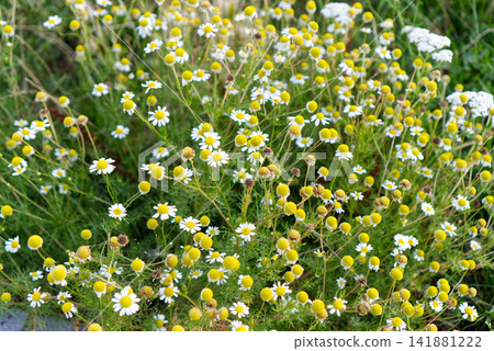 Blooming wild chamomile flowers in a meadow Blooming wild chamomile flowers in a meadow 141881222