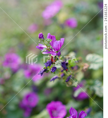 Blooming purple mallow flowers with green leaves Blooming purple mallow flowers with green leaves 141881224