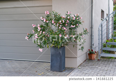 Blooming oleander shrub in a tall planter next to a house wall 141881225