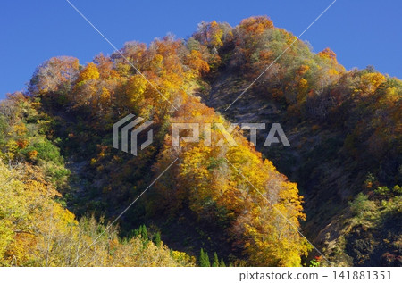 長野縣小穀鐮町的秋葉以及沿途的景色,美不勝收,變化萬千。 長野縣小穀鐮町的秋葉以及沿途的景色,美不勝收,變化萬千。 141881351