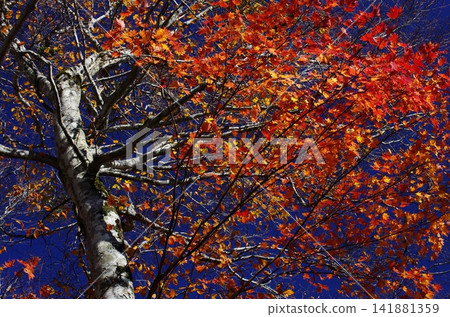 The autumn foliage at Kotani Kamakamachi in Nagano Prefecture, and the scenery along the way, is incredibly beautiful and varied. The autumn foliage at Kotani Kamakamachi in Nagano Prefecture, and the scenery along the way, is incredibly beautiful and varied. 141881359