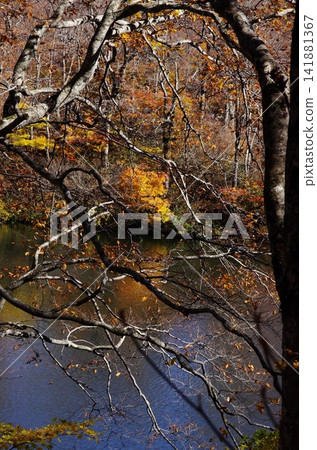The autumn foliage at Kotani Kamakamachi in Nagano Prefecture, and the scenery along the way, is incredibly beautiful and varied. The autumn foliage at Kotani Kamakamachi in Nagano Prefecture, and the scenery along the way, is incredibly beautiful and varied. 141881367