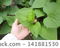 Sweet potatoes grown in planters | Summer | A home garden with lush vines and leaves 141881530