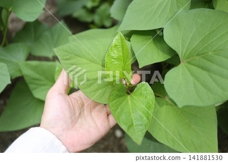 Sweet potatoes grown in planters | Summer | A home garden with lush vines and leaves Sweet potatoes grown in planters | Summer | A home garden with lush vines and leaves 141881530