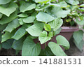 Sweet potatoes grown in planters | Summer | A home garden with lush vines and leaves 141881531