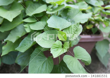 Sweet potatoes grown in planters | Summer | A home garden with lush vines and leaves Sweet potatoes grown in planters | Summer | A home garden with lush vines and leaves 141881531