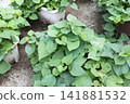Sweet potatoes grown in planters | Summer | A home garden with lush vines and leaves 141881532