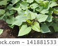 Sweet potatoes grown in planters | Summer | A home garden with lush vines and leaves 141881533