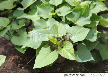 花盆裡種的紅薯 | 夏季 | 藤蔓枝繁葉茂的家庭花園 141881533