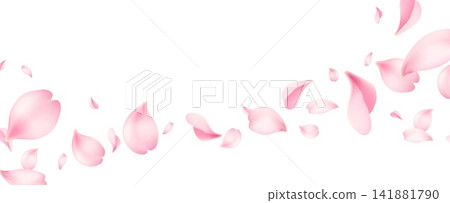 Pink sakura flower petals fly background with Japanese cherry blossom falling. Spring sakura tree flying petals of lotus or realistic rose leaves on white air background of cherry blossom fluttering Pink sakura flower petals fly background with Japanese cherry blossom falling. Spring sakura tree flying petals of lotus or realistic rose leaves on white air background of cherry blossom fluttering 141881790