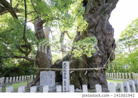 A wonderful giant camphor tree called Kinekake no Mori in Umihachimangu (Umi Town, Kasuya District, Fukuoka Prefecture) 141881942