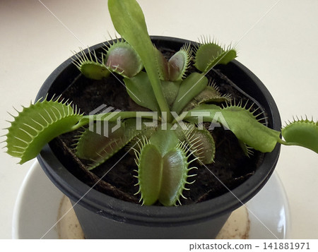 Venus flytraps are carnivorous plants that are also popular as houseplants. 141881971