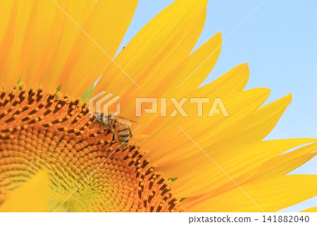 Bees collecting sunflower nectar Bees collecting sunflower nectar 141882040