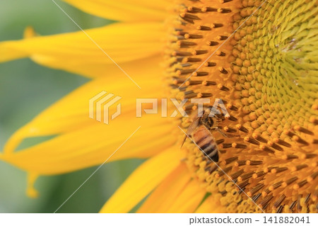 Bees collecting sunflower nectar Bees collecting sunflower nectar 141882041