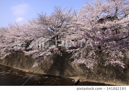 Cherry blossoms along the Onda River. Location: Onda River (Yokohama City, Machida City) Cherry blossoms along the Onda River. Location: Onda River (Yokohama City, Machida City) 141882193