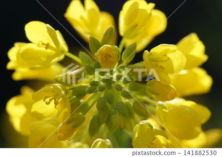 A close-up of rapeseed blossoms, signaling the arrival of spring. A close-up of rapeseed blossoms, signaling the arrival of spring. 141882530