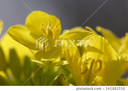 油菜花特寫 油菜花特寫 141882550