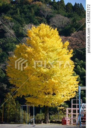 The yellow-colored ginkgo biloba The yellow-colored ginkgo biloba 141882572