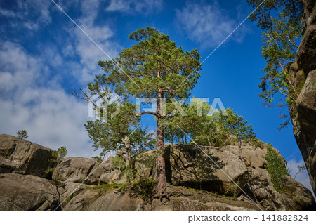 Majestic Pine Tree on Mountain Rocks Majestic Pine Tree on Mountain Rocks 141882824