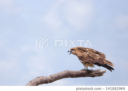A kite (black kite) perches on driftwood on the shore, opening its mouth wide and calling out. A kite (black kite) perches on driftwood on the shore, opening its mouth wide and calling out. 141882969