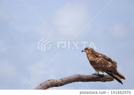 A kite (black kite) perched on driftwood on the shore, gazing into the distance. A kite (black kite) perched on driftwood on the shore, gazing into the distance. 141882970