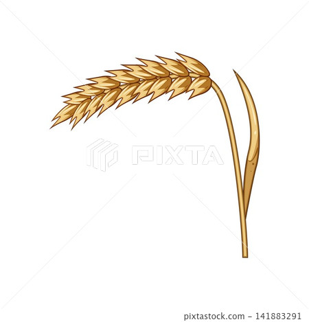 Golden ear of grain representing agriculture harvest concept Golden ear of grain representing agriculture harvest concept 141883291